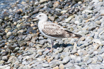 Gulls on the shore