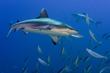 Grey shark jaws ready to attack underwater close up portrait - obrazy, fototapety, plakaty