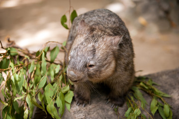 Hairy-nosed wombat