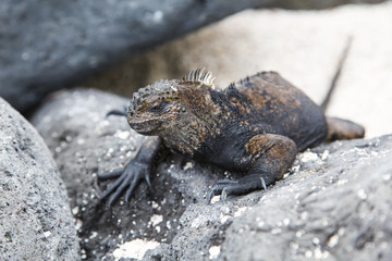small marine iguana