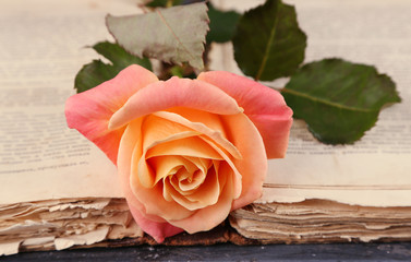 Tea rose with open old book on color wooden table, closeup