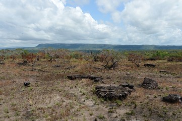 Surrounding the river Guayabero