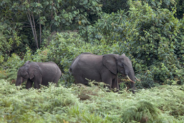 Obraz premium forest elephants in Kenya