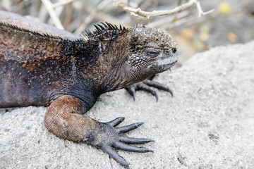 Small marine iguana