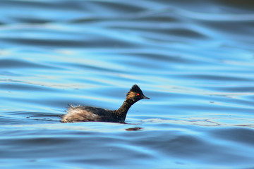 svasso piccolo (Podiceps nigricollis)
