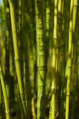 Bambusstamm mit unregelmäßige Rhizome 2