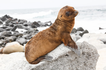 Baby sea lion