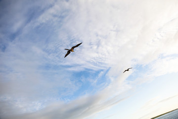 A magnificent frigatebird (Fregata magnificens) flies