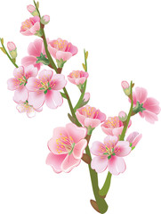 Naklejka na ściany i meble Flowering branch of sakura
