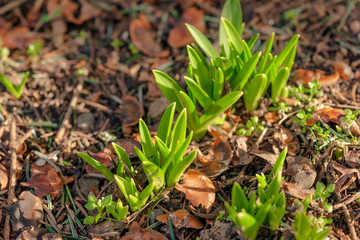 Sprouts coming up the soil