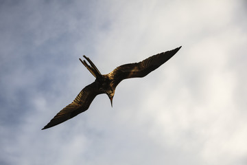 A magnificent frigatebird (Fregata magnificens) flies