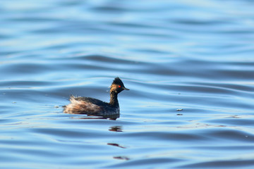 svasso piccolo (Podiceps nigricollis)