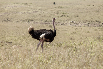 wild ostrich in Kenya