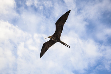A magnificent frigatebird (Fregata magnificens) flies