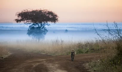Tuinposter hyena voor zonsopgang met mist © Wollwerth Imagery