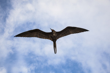 A magnificent frigatebird (Fregata magnificens) flies