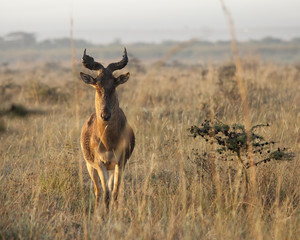 Hartebeest in Nairobi National Park