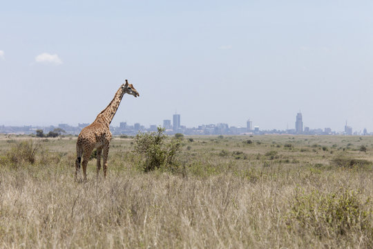 Giraffe With Nairobi In Background