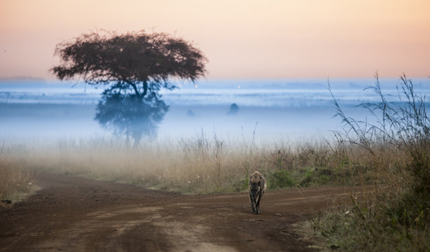 hyena before dawn with fog