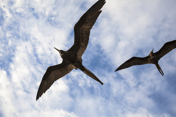 A magnificent frigatebird (Fregata magnificens) flies