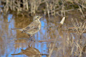 spioncello (Anthus spinoletta) con riflesso