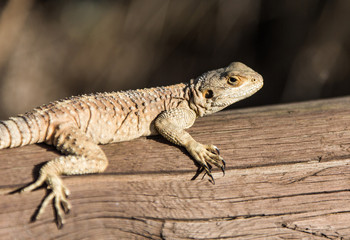 big brown lizard