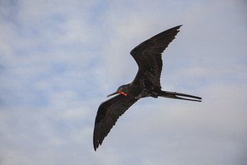 A magnificent frigatebird (Fregata magnificens) flies