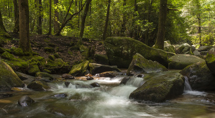 Fototapeta na wymiar forest and cascade