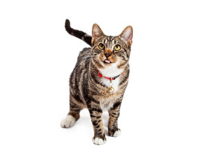 Cute Cat Sticking Tongue Out