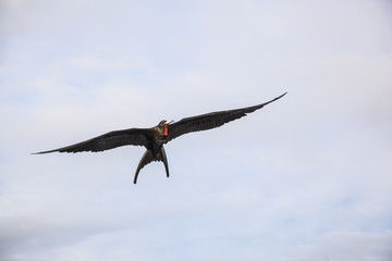 A magnificent frigatebird (Fregata magnificens) flies