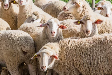 Papier Peint photo Lavable Moutons troupeau de moutons blancs