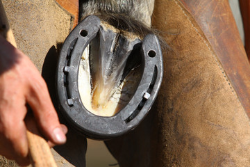 farrier with horse hoof - 80032344