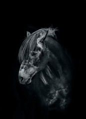 Fototapeta na wymiar horse in the dark