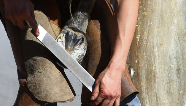 equine farrier, fits a horse shoe to a horse's hoof with a rasp.