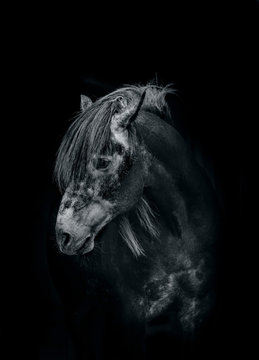 horse in the dark