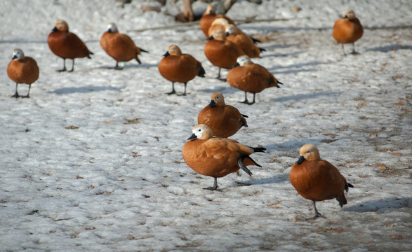 ogar ducks on a snow having rest