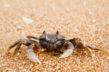 crab on the beach