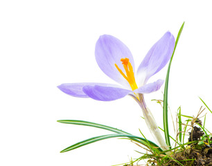 Fototapeta premium Isolated Purple Crocus Blossom