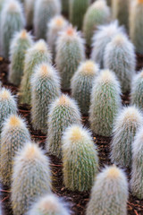 number cactuses growing in pots