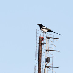 Сорока. Magpie (Pica pica).