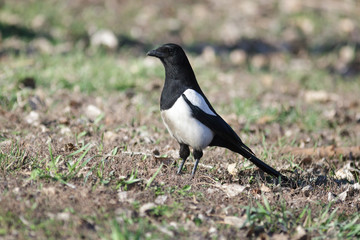Сорока. Magpie (Pica pica).