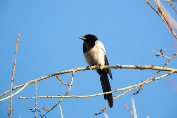 Сорока. Magpie (Pica pica).