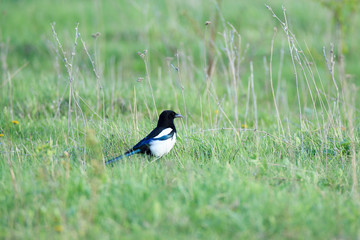 Сорока. Magpie (Pica pica).