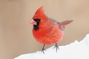 Cardinal In Snow