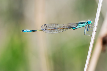 Dragonfly on a branch