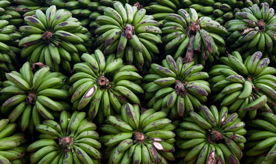 Bunches of bananas. Uganda. - obrazy, fototapety, plakaty