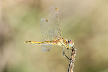 Dragonfly on a branch
