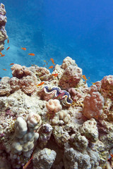 coral reef with porites corals and tridacna -underwater