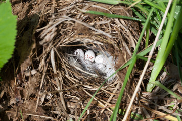 The nest of the Willow Warbler in nature.