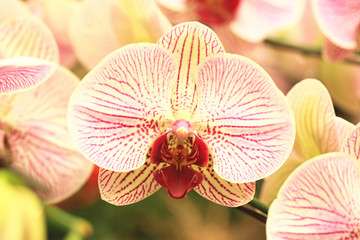 Phalaenopsis,Moth Orchid flowers blooming in the garden